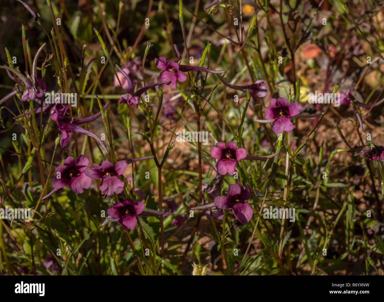 Ramhorinkie, Diascia namaquensis, in flower in the Drakensberg Mountains, South Africa. Stock Photo