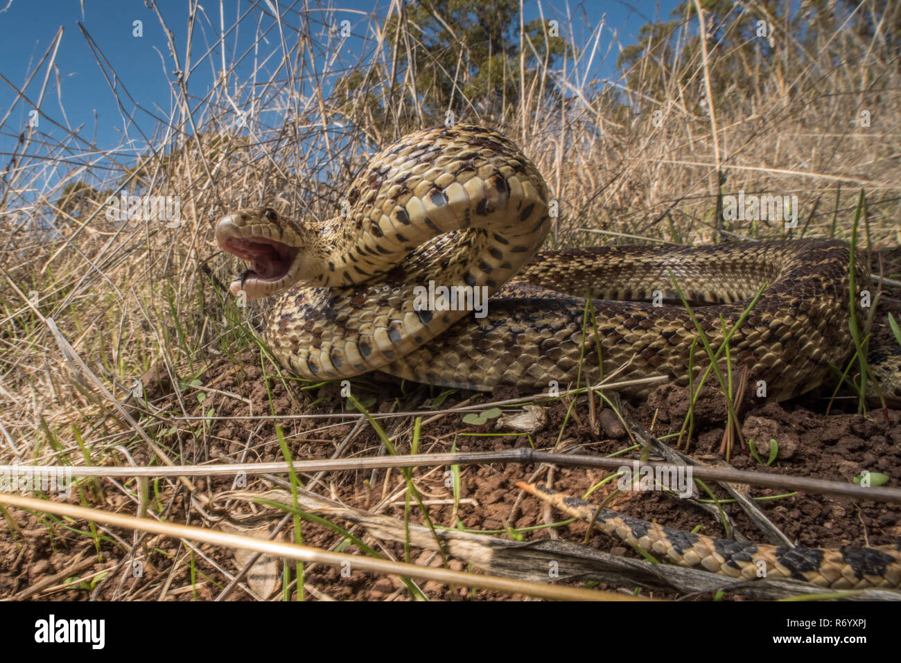 A extremely angry Pacific gopher snake (Pituophis catenifer catenifer) hissing and lunging at the camera in order to scare the photographer off. Stock Photo