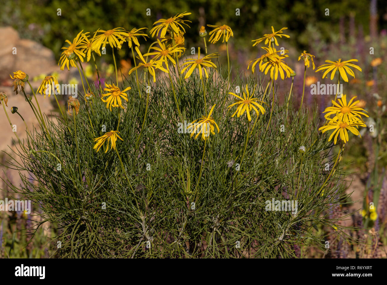 Clanwilliam daisy, Euryops speciosissimus, in flower near Clanwilliam, Western Cape, South Africa. Stock Photo