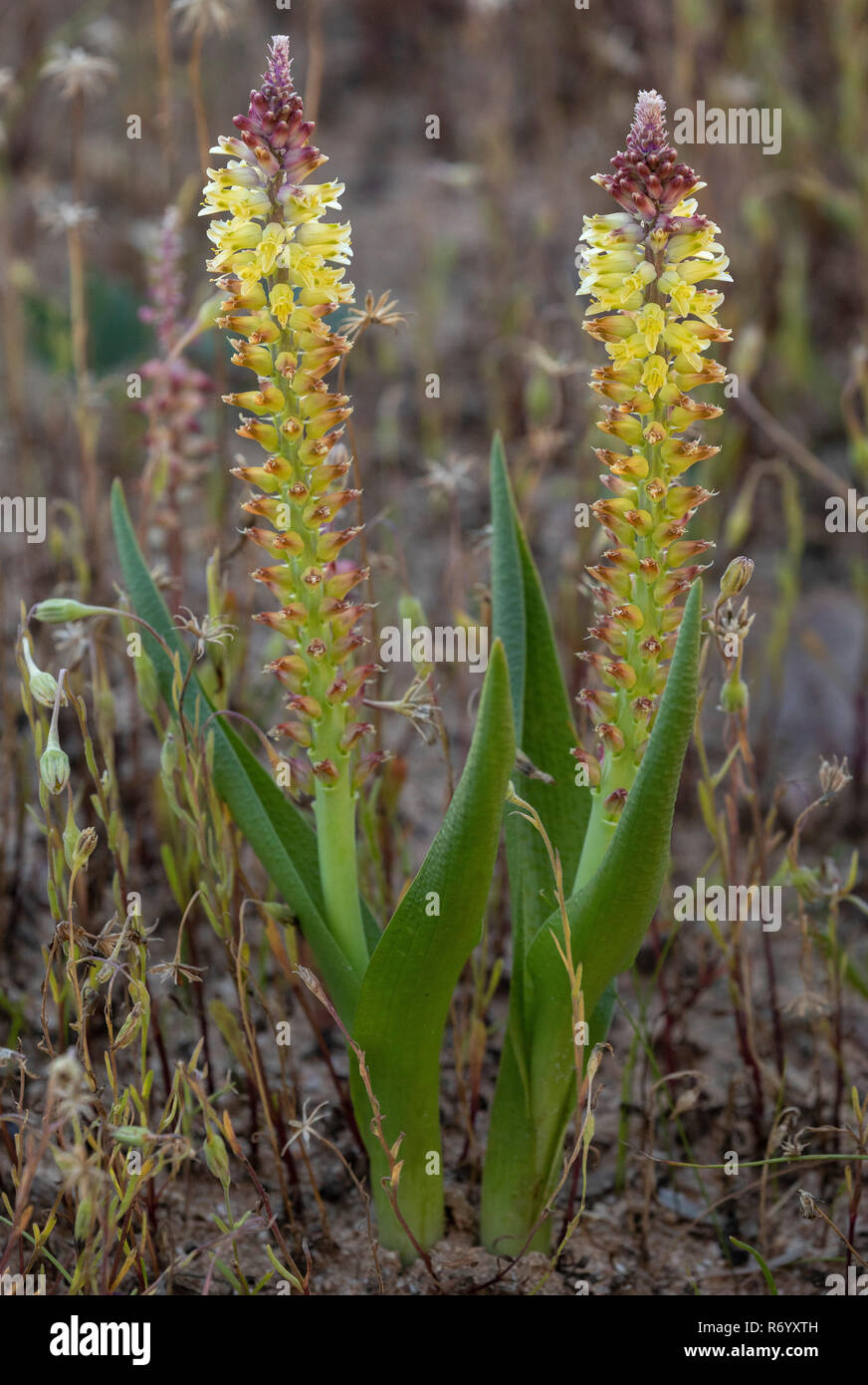 A spring-flowering bulb, bleek viooltjie, Lachenalia pallida, in flower near Clanwilliam,  Western Cape, South Africa. Stock Photo