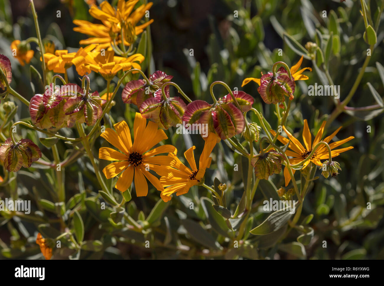 Skaapbos, or African Daisy, Tripteris oppositifolia in flower and fruit, Namaqualand, South Africa. Stock Photo