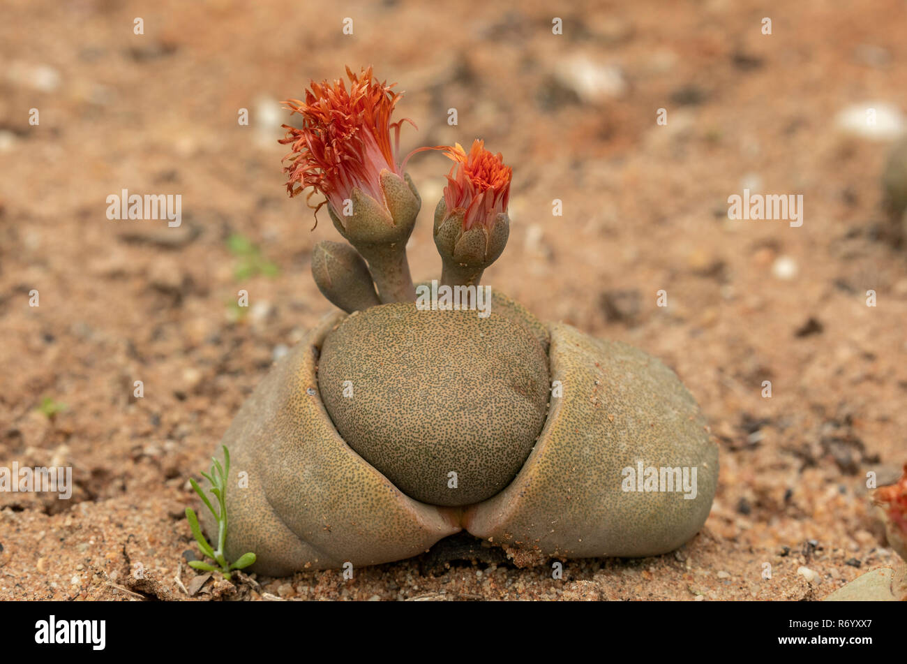 mimicry plant, Pleiospilos bolusii, in flower in the desert, South Africa. Stock Photo