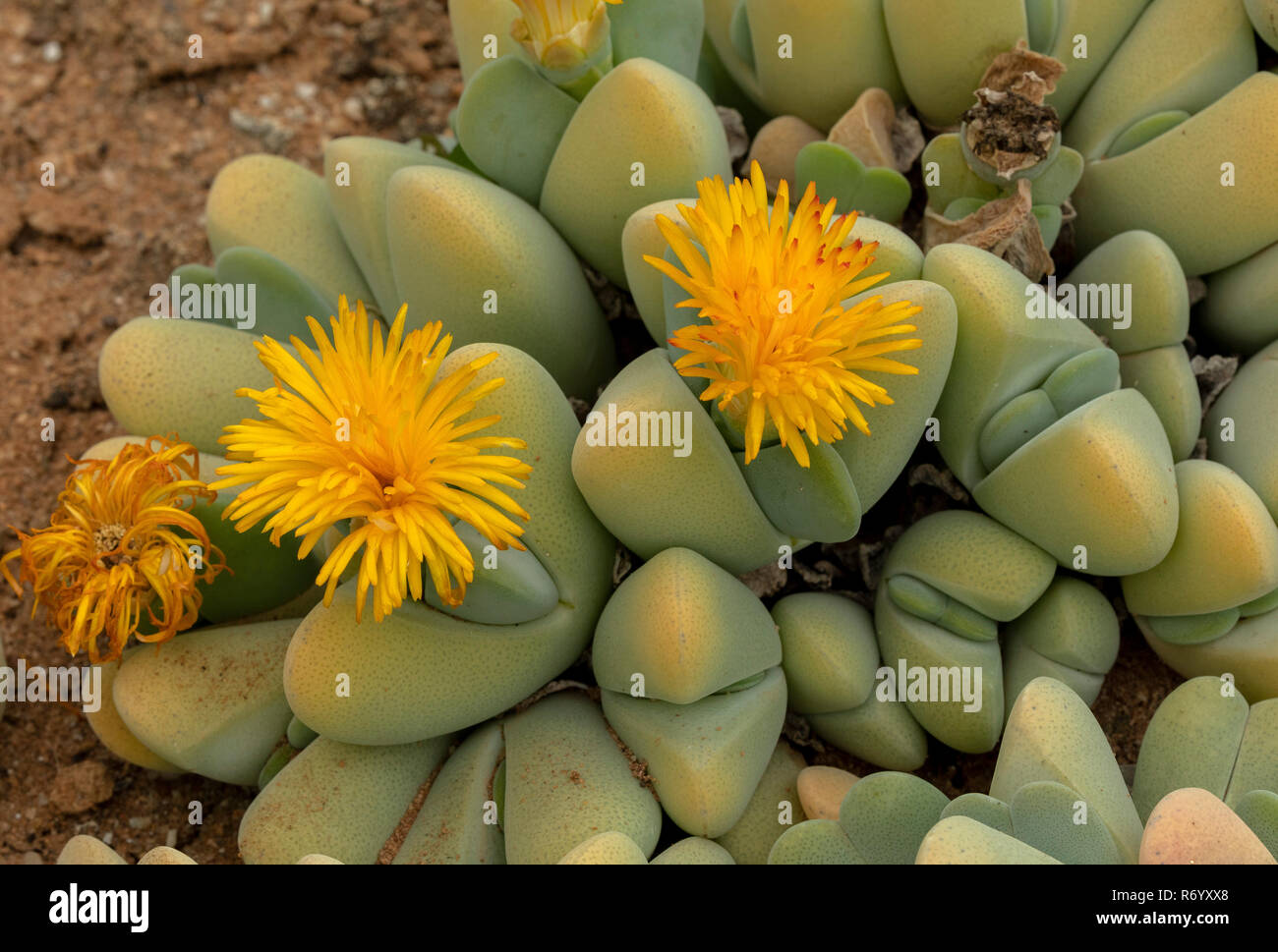 A succulent vygie, Lobster Claws, Cheiridopsis pillansii, in flower