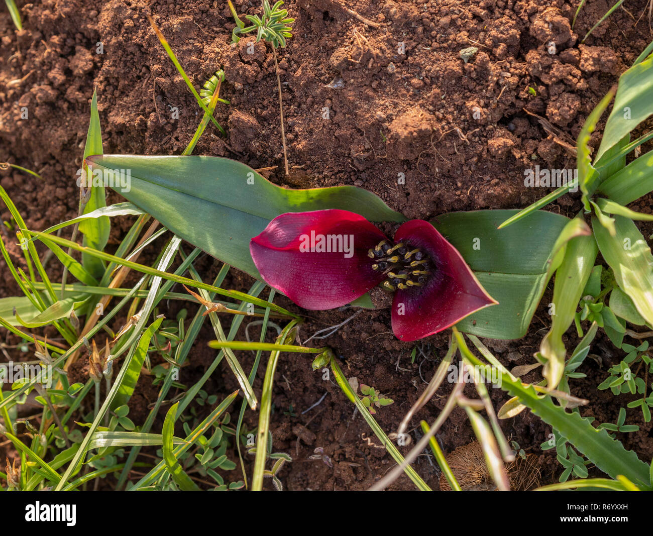 Man-in-a-boat, Androcymbium burchellii subsp. pulchrum, in flower near Nieuwoudtville, Western Cape, South Africa. Stock Photo