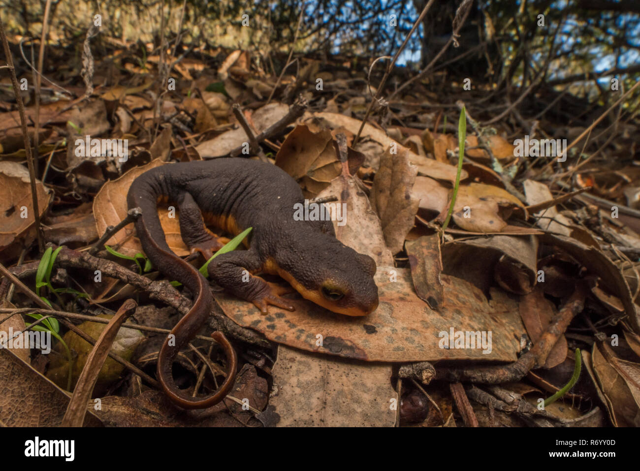 The California newt endemic to the west coast is known for producing a potent neurotoxin, tetrodotoxin. This helps protect it from predators. Stock Photo