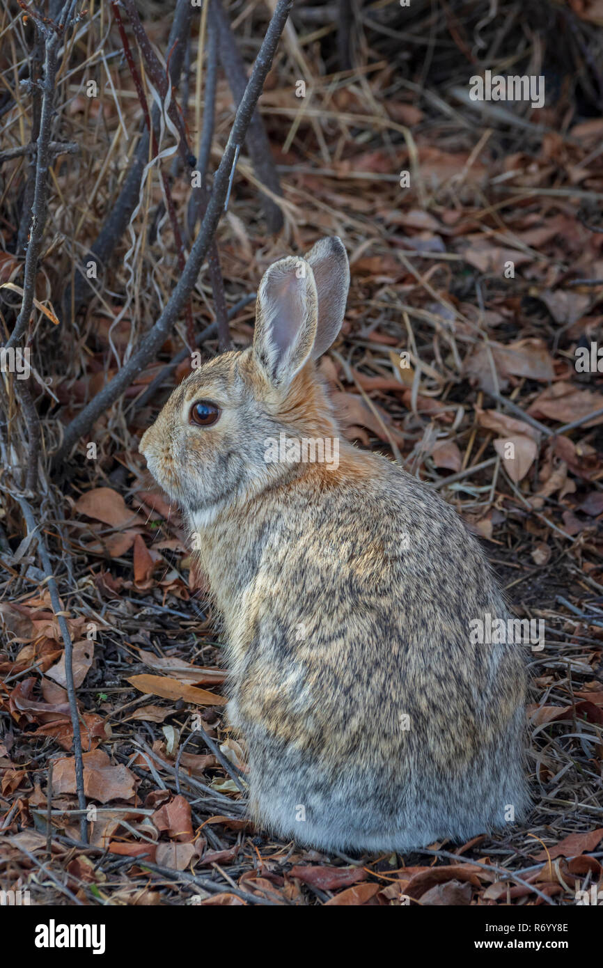 Rabbit shedding hires stock photography and images Alamy