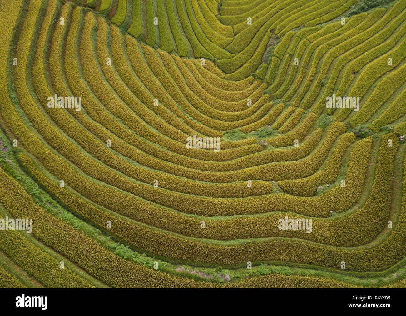 Top view of beautiful Vietnam landscapes with terraces rice field ...