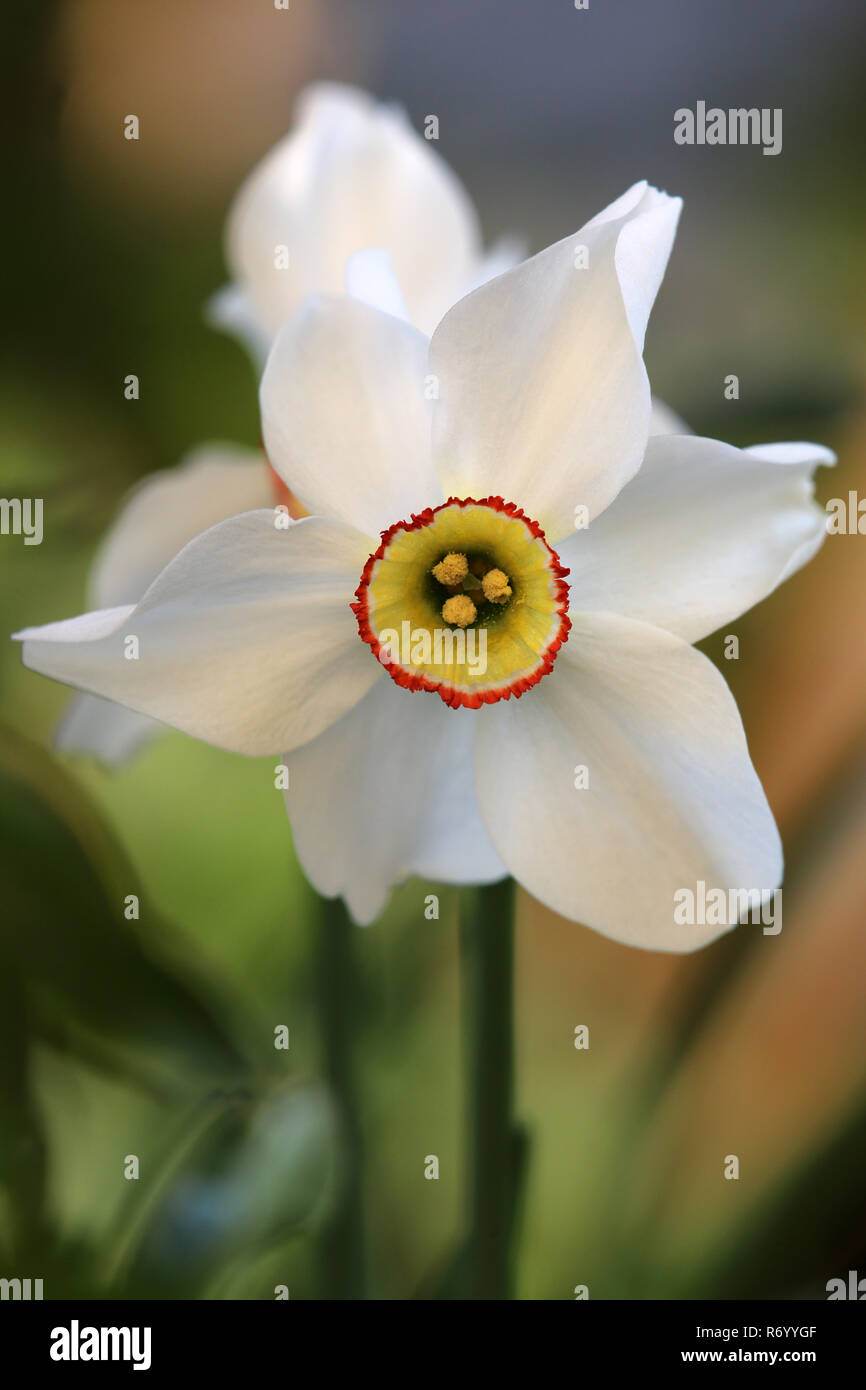 white-flowered poetic narcissus narcissus poeticus Stock Photo