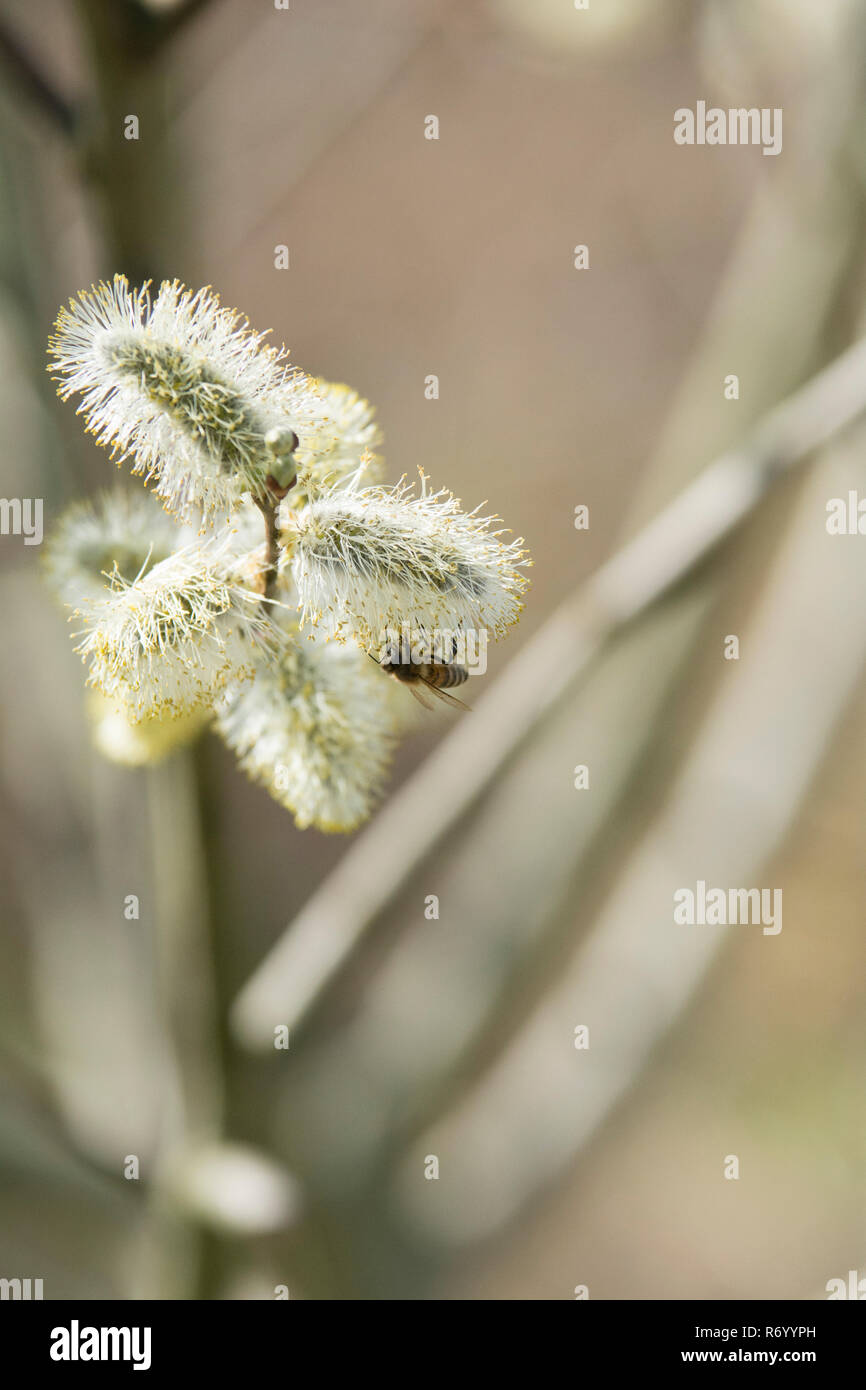 catkins in spring Stock Photo
