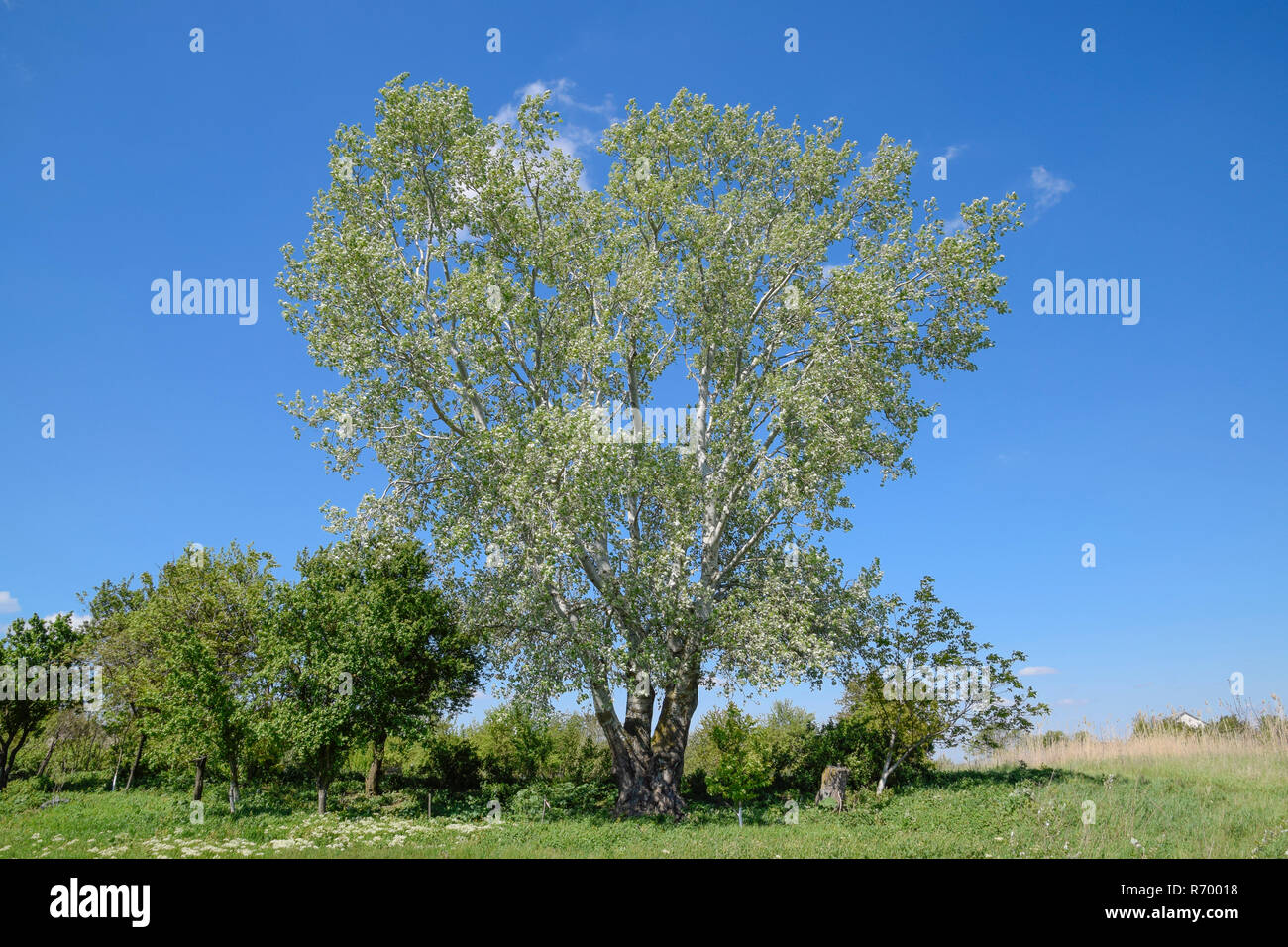 Tall high poplar trees hi-res stock photography and images - Alamy