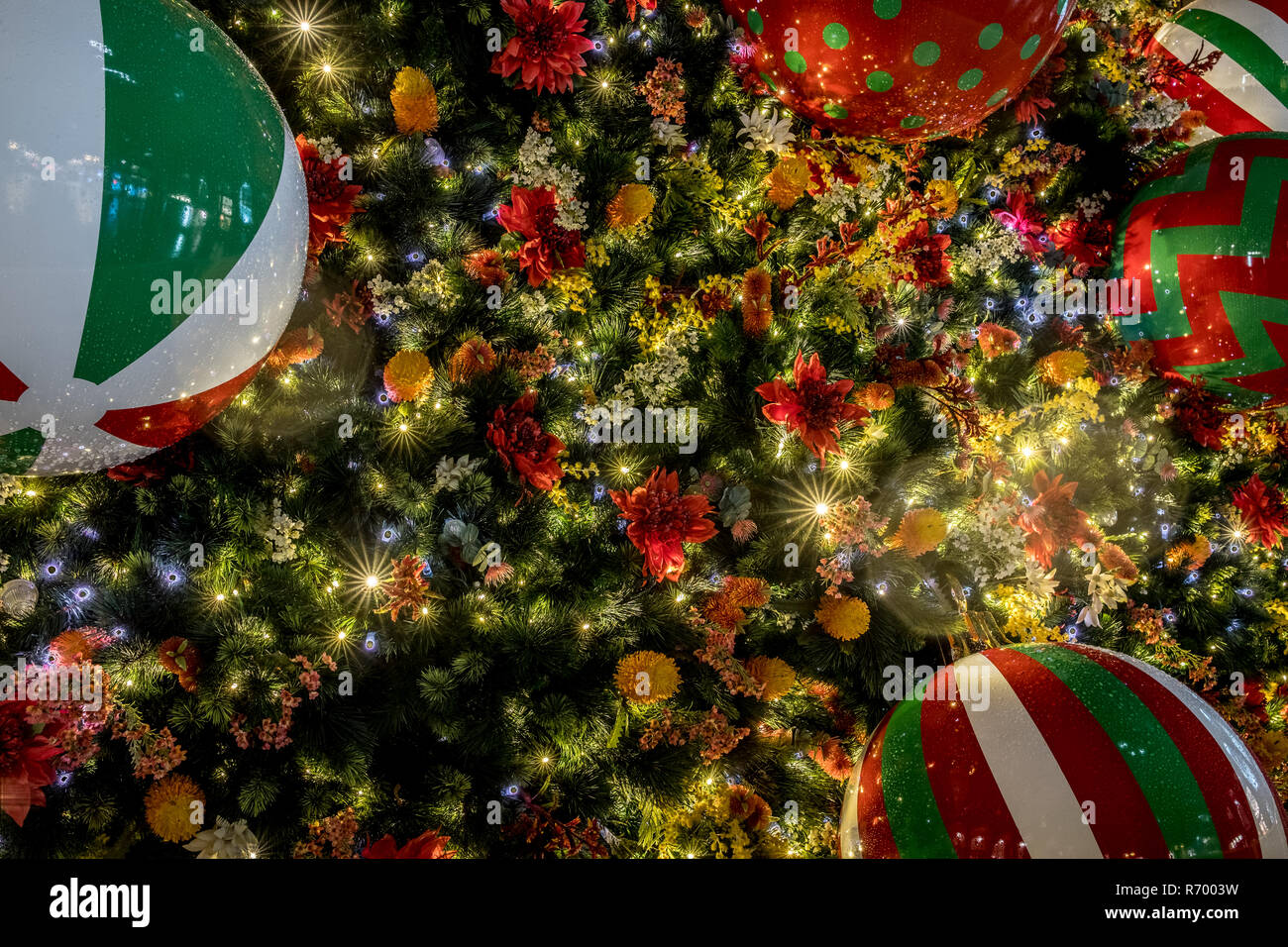 Sydney christmas tree hires stock photography and images Alamy