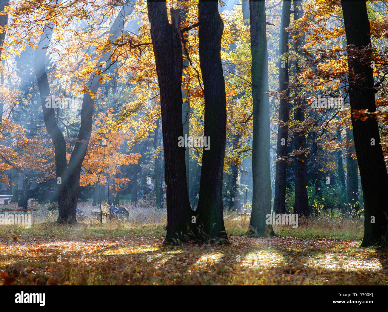 Autumn forest Stock Photo