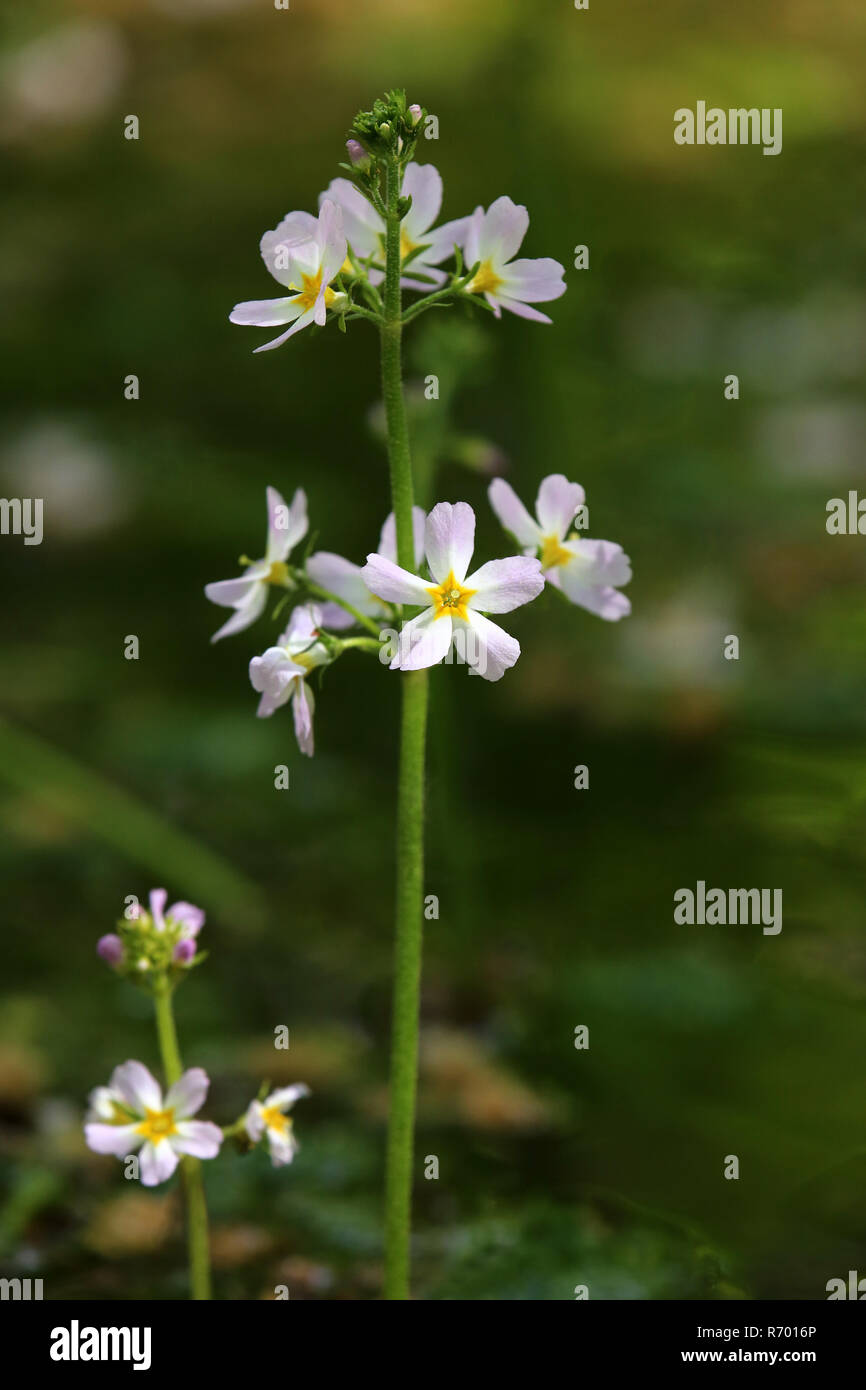 water feather or water-tipped hottonia palustris Stock Photo - Alamy