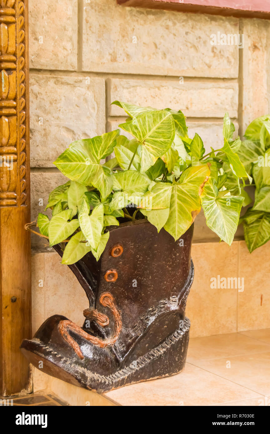 Big shoe without laces serving as a flowerpot in a Nairobi Stock Photo