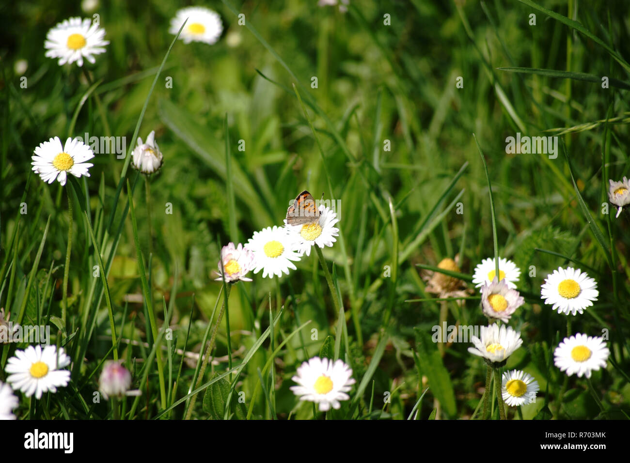 butterfly small firefly Stock Photo