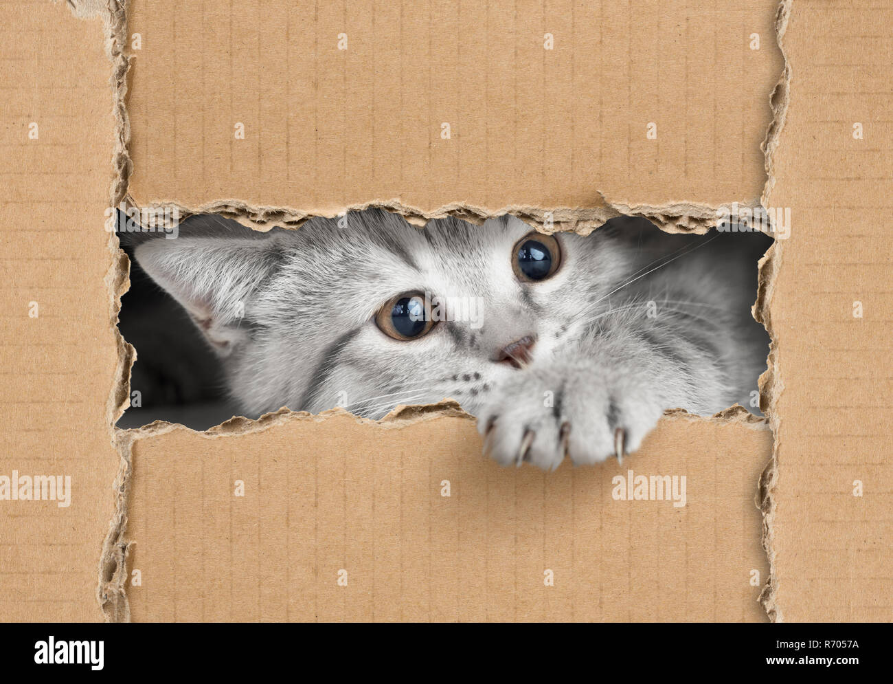 Cute little gray cat looking through cardboard hole Stock Photo