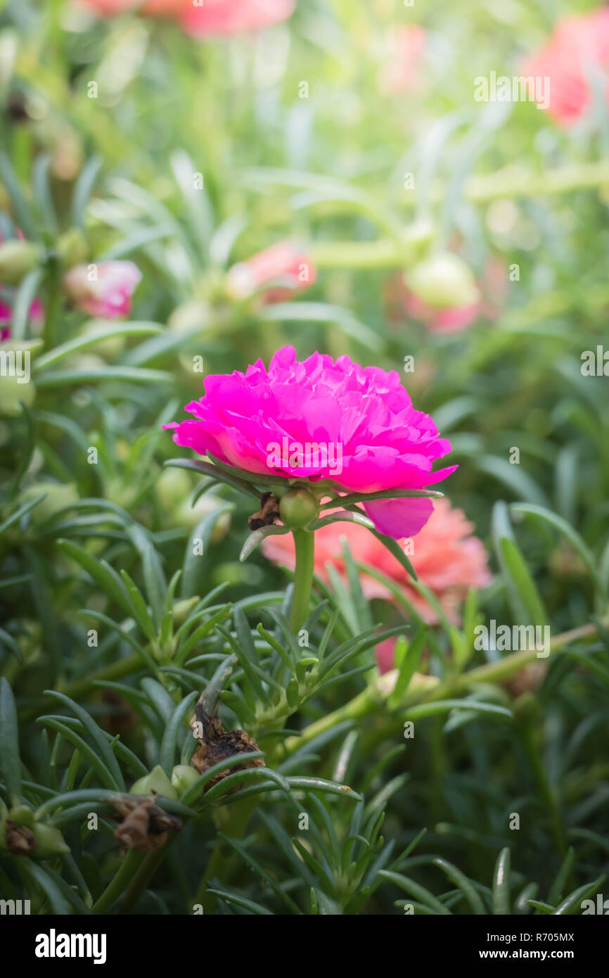 The background image of the colorful flowers Stock Photo - Alamy
