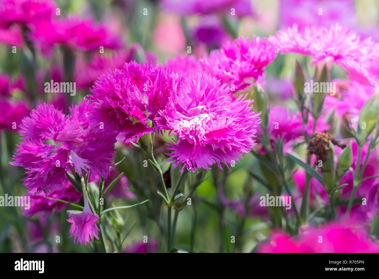 The background image of the colorful flowers Stock Photo - Alamy