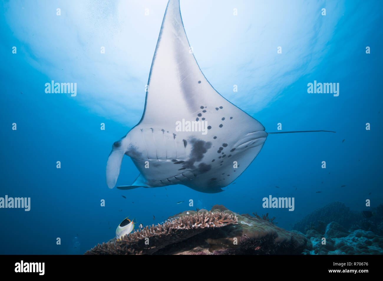 Manta Ray hovering around the cleaning station . Yap island, Federated States of Micronesia. Stock Photo