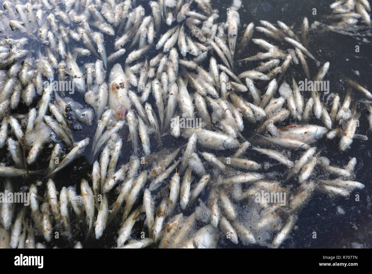 Dead fish in water Stock Photo - Alamy