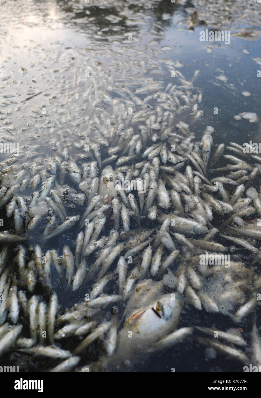 Dead Fish In Water Stock Photo Alamy