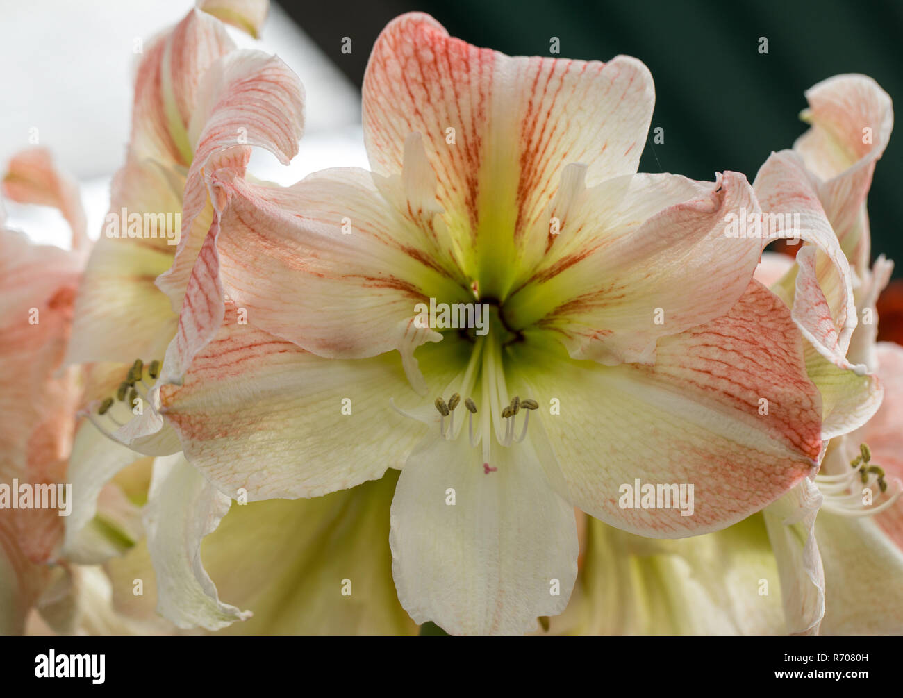 red  amaryllis flower blooming in a natural garden Stock Photo
