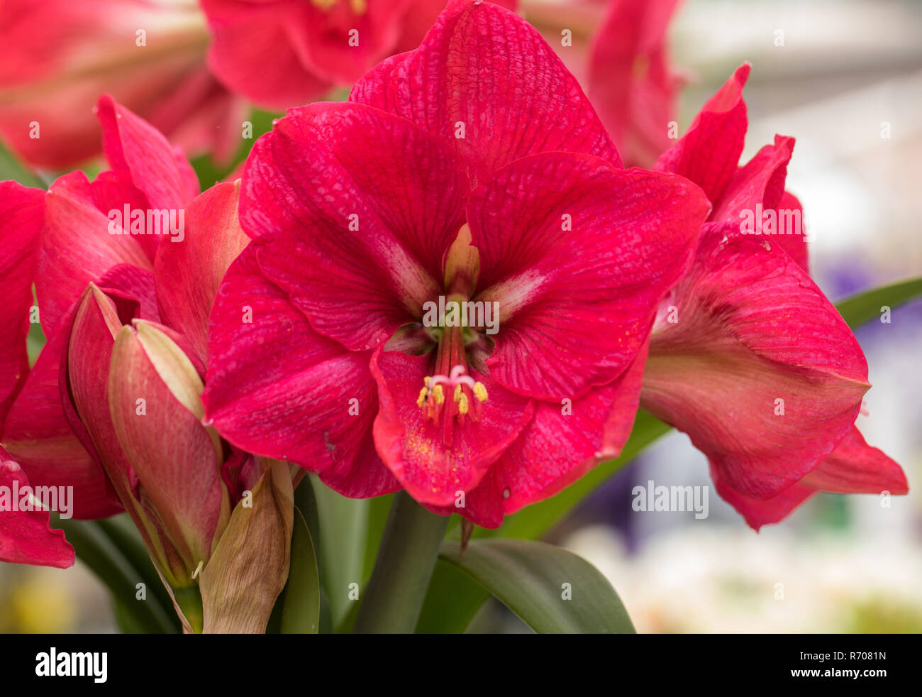 red  amaryllis flower blooming in a natural garden Stock Photo