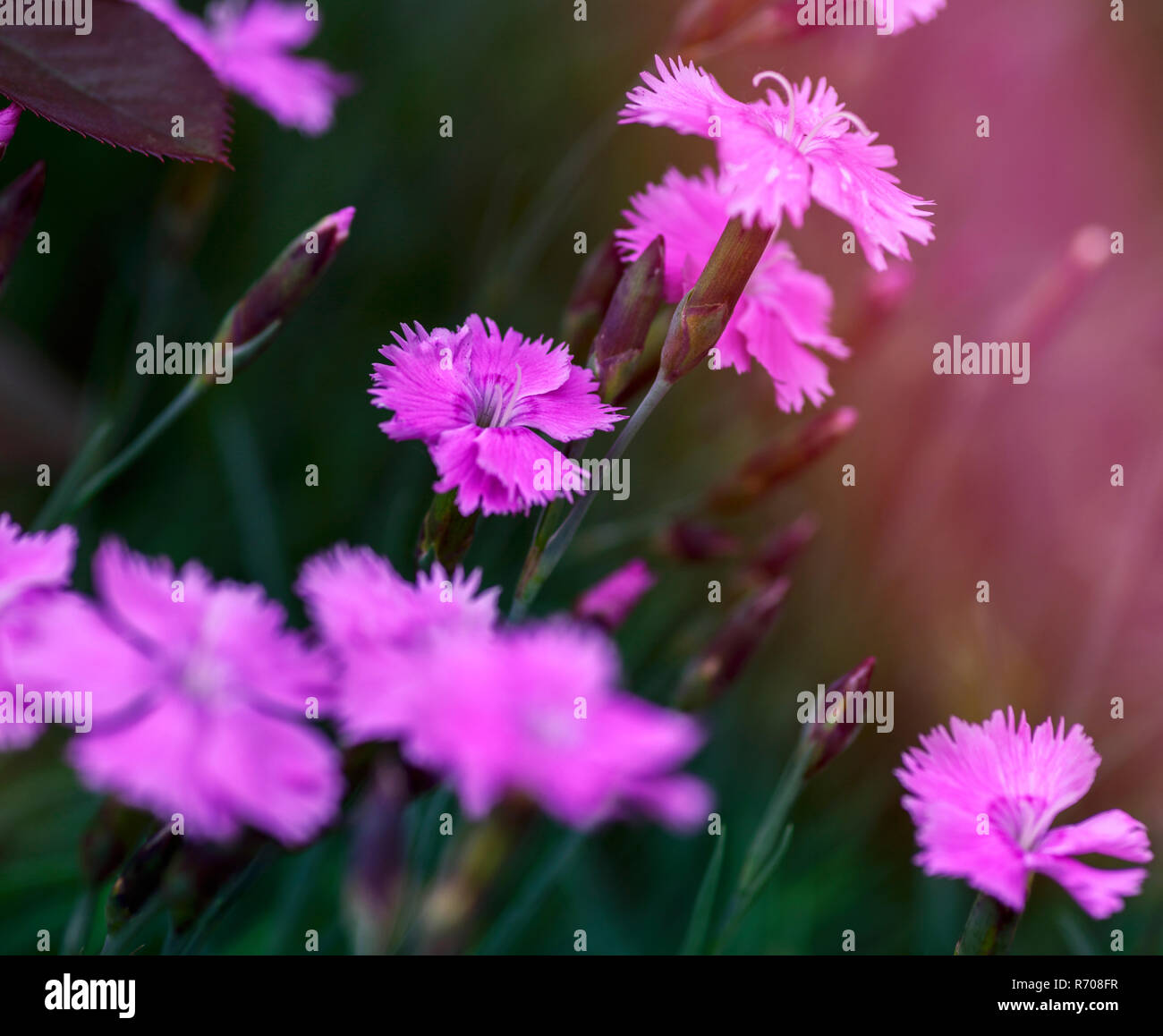 field with blooming pink carnations and green stems on a summer day Stock Photo