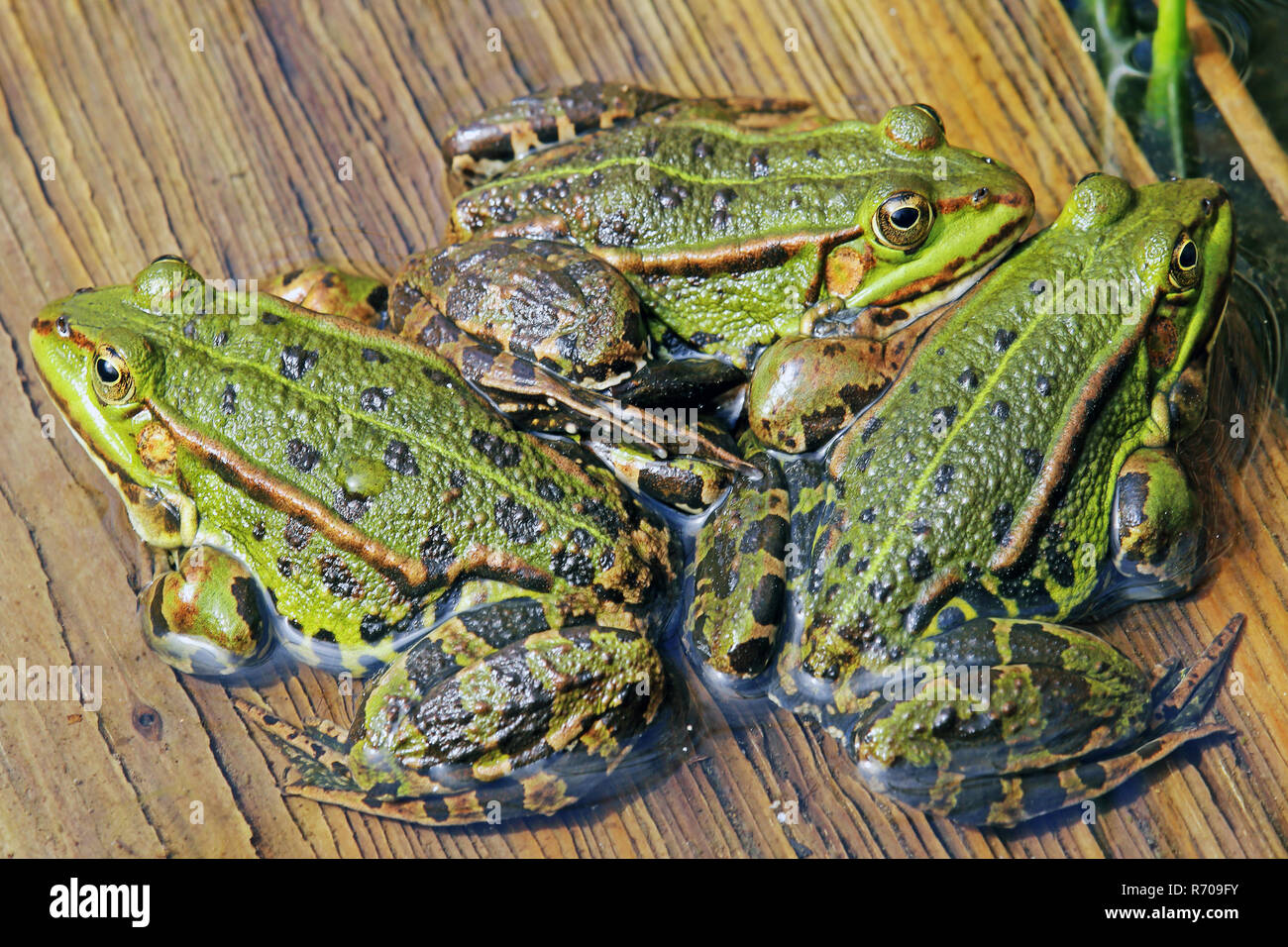 Three Mini Frogs Different Colors Sitting Stock Photo 2230919377