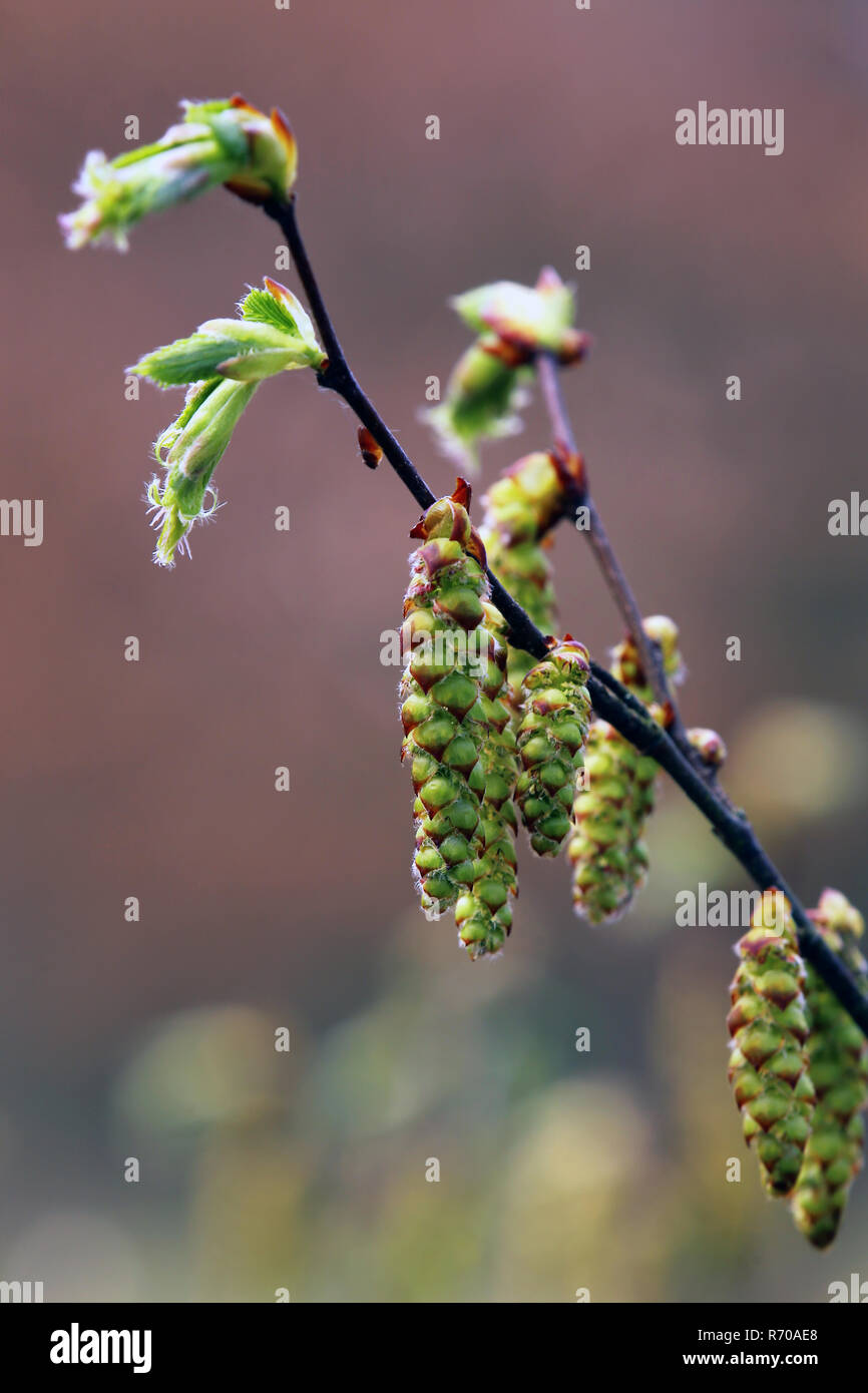 Hornbaum hi-res stock photography and images - Alamy