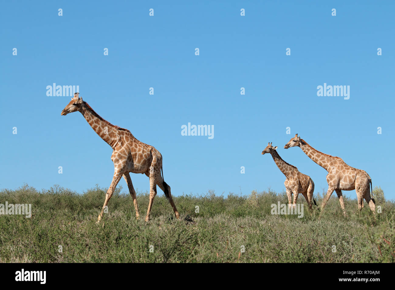 Giraffes against a blue sky Stock Photo