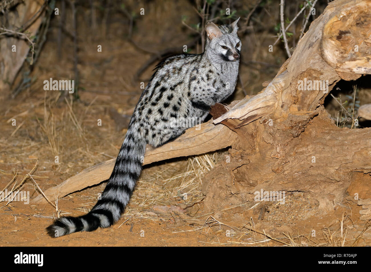 Large-spotted genet Stock Photo