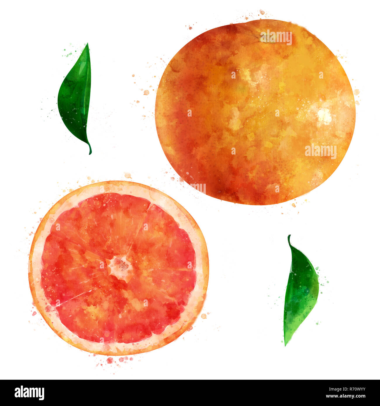 Grapefruit on white background. Watercolor illustration Stock Photo - Alamy