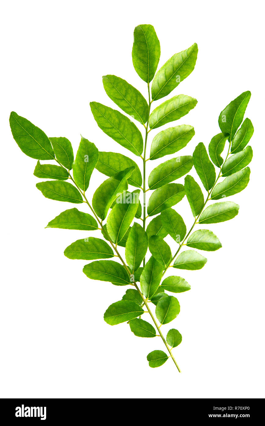 Fresh raw green curry leaves isolated on white background Stock Photo