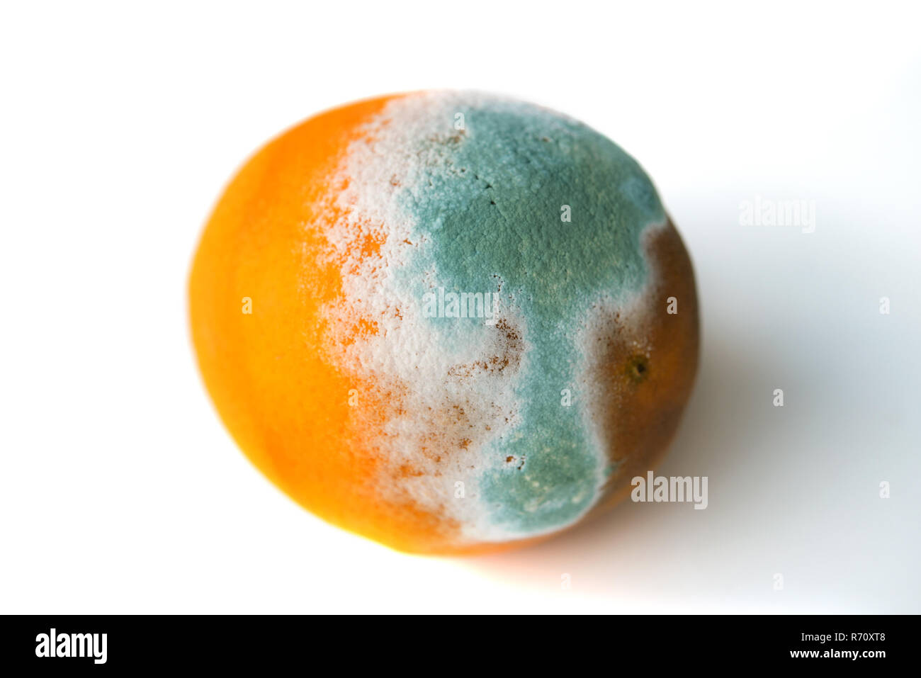 Orange in mold isolated on white background Stock Photo
