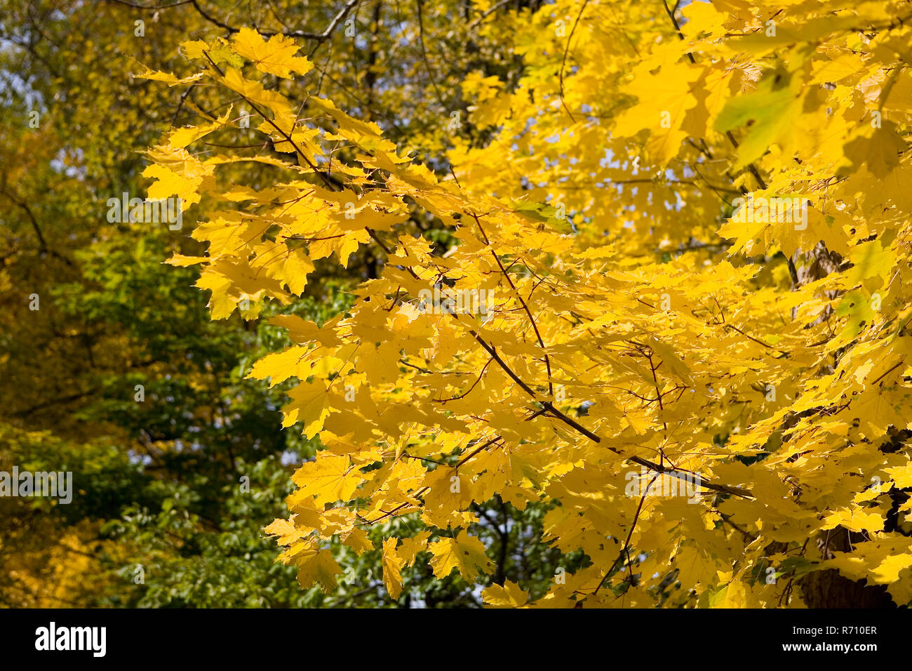 Yellow beautiful maple leaves on a branch. Autumn nature Stock Photo ...