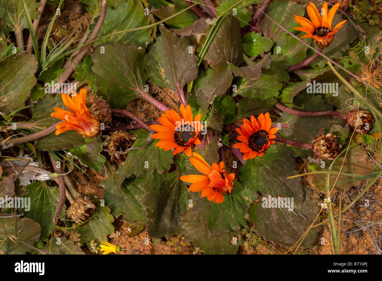 Low-growing orange daisy, renoster arctotis, Arctotis acaulis, in flower at Matjiesfontein, Nieuwoudtville, Western Cape, South Africa. Stock Photo