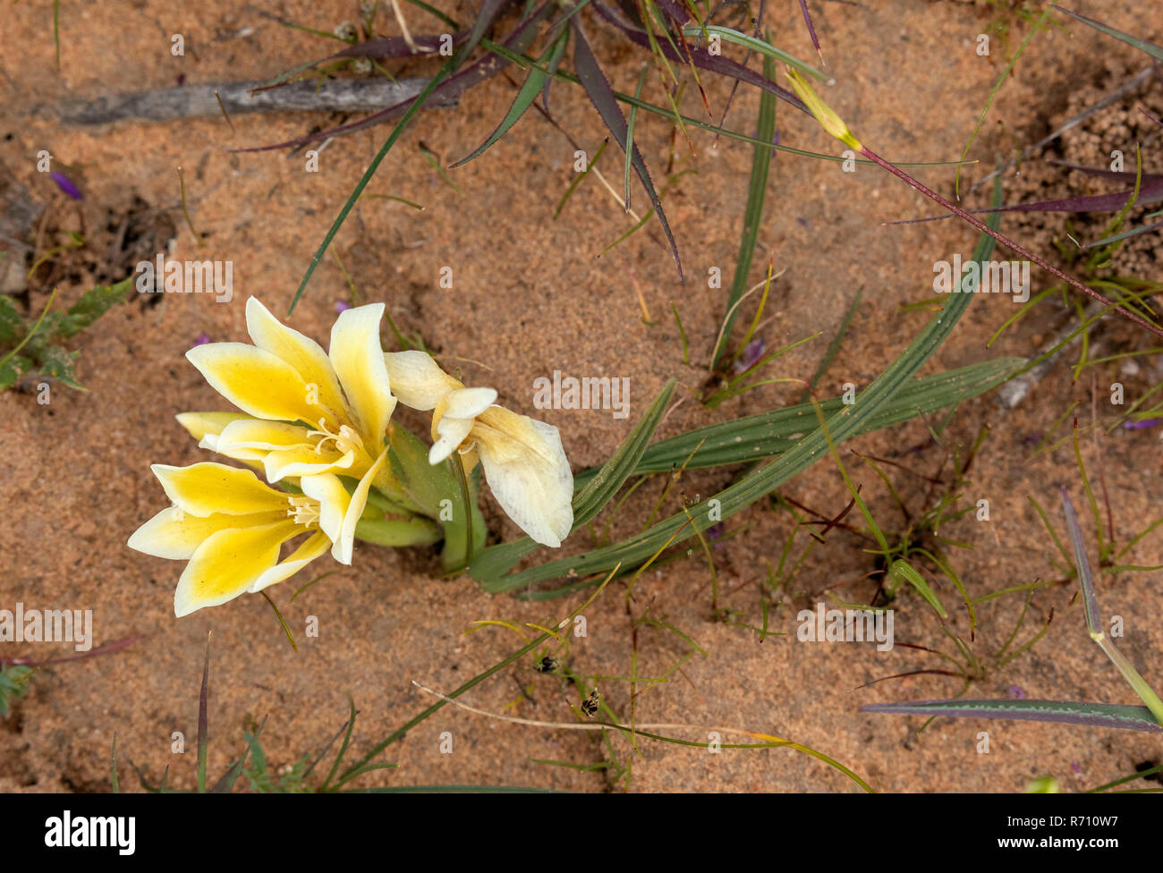 Babiana vanzyliae in flower at Matjiesfontein, Nieuwoudtville, Western Cape, South Africa. Stock Photo