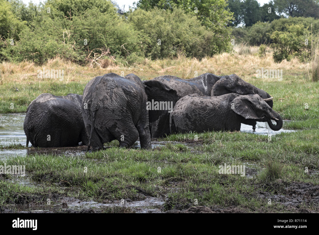 Elephant group taking bath and drinking at a waterhole in Chobe National Park, Botswana Stock Photo