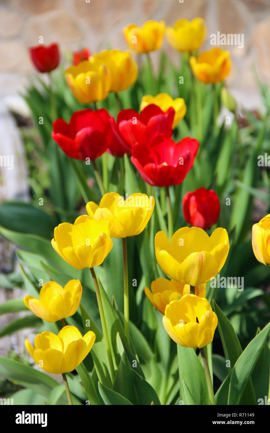 Tulips Yellow And Red On Flower Bed In April Springtime Garden Landscape Design Stock Photo Alamy