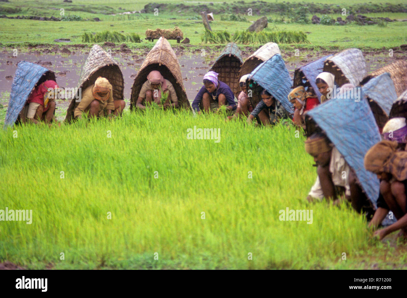 Farmers working in paddy field planting rice plant seedlings in monsoon rain protection rain coat rural umbrella, Maharashtra, India, Asia Stock Photo