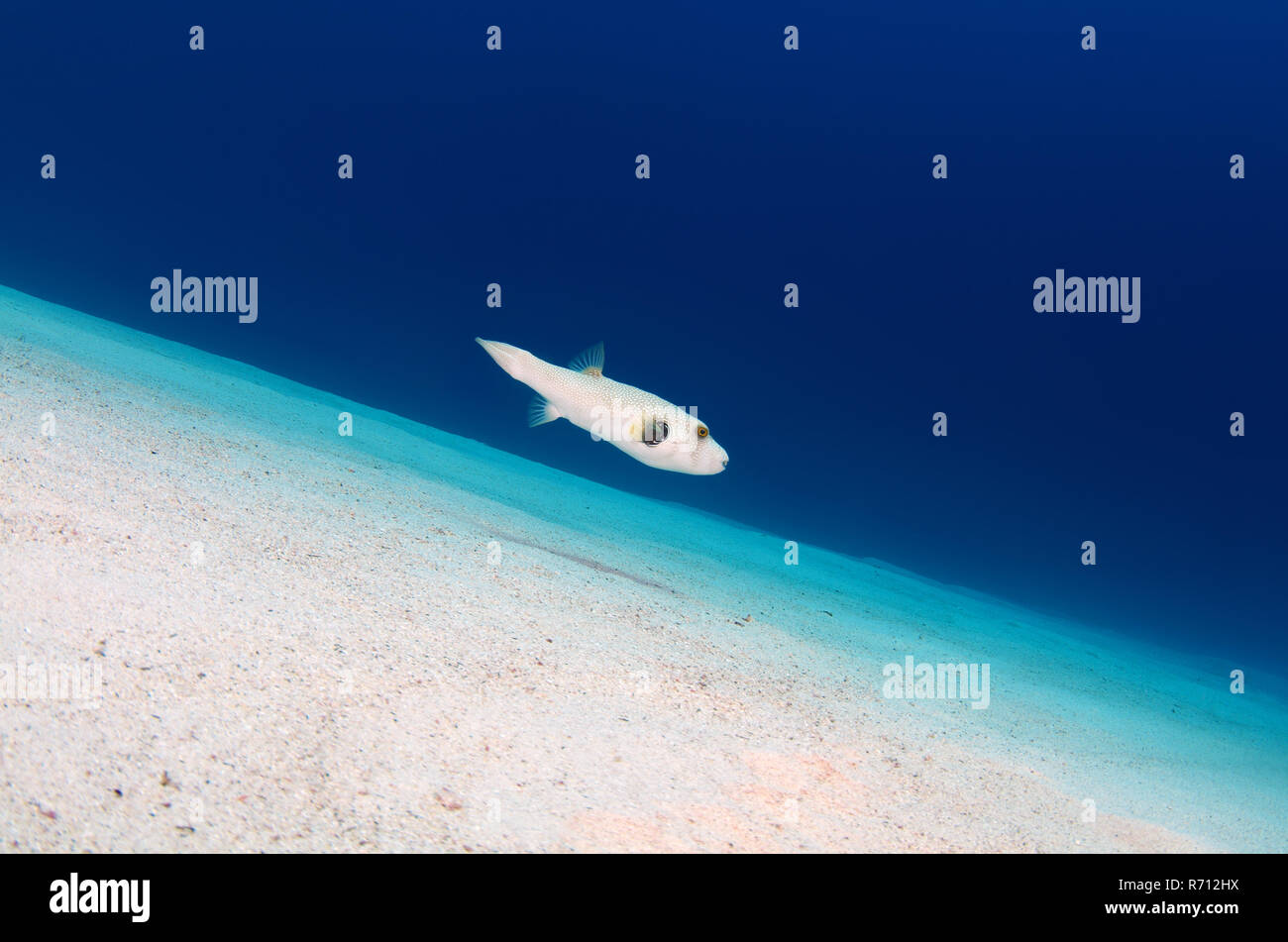 Mbu Puffer, also Giant Puffer or Fresh Water Puffer Fish (Tetraodon mbu) swimming over sandy seabed, Red Sea, Egypt, Africa Stock Photo