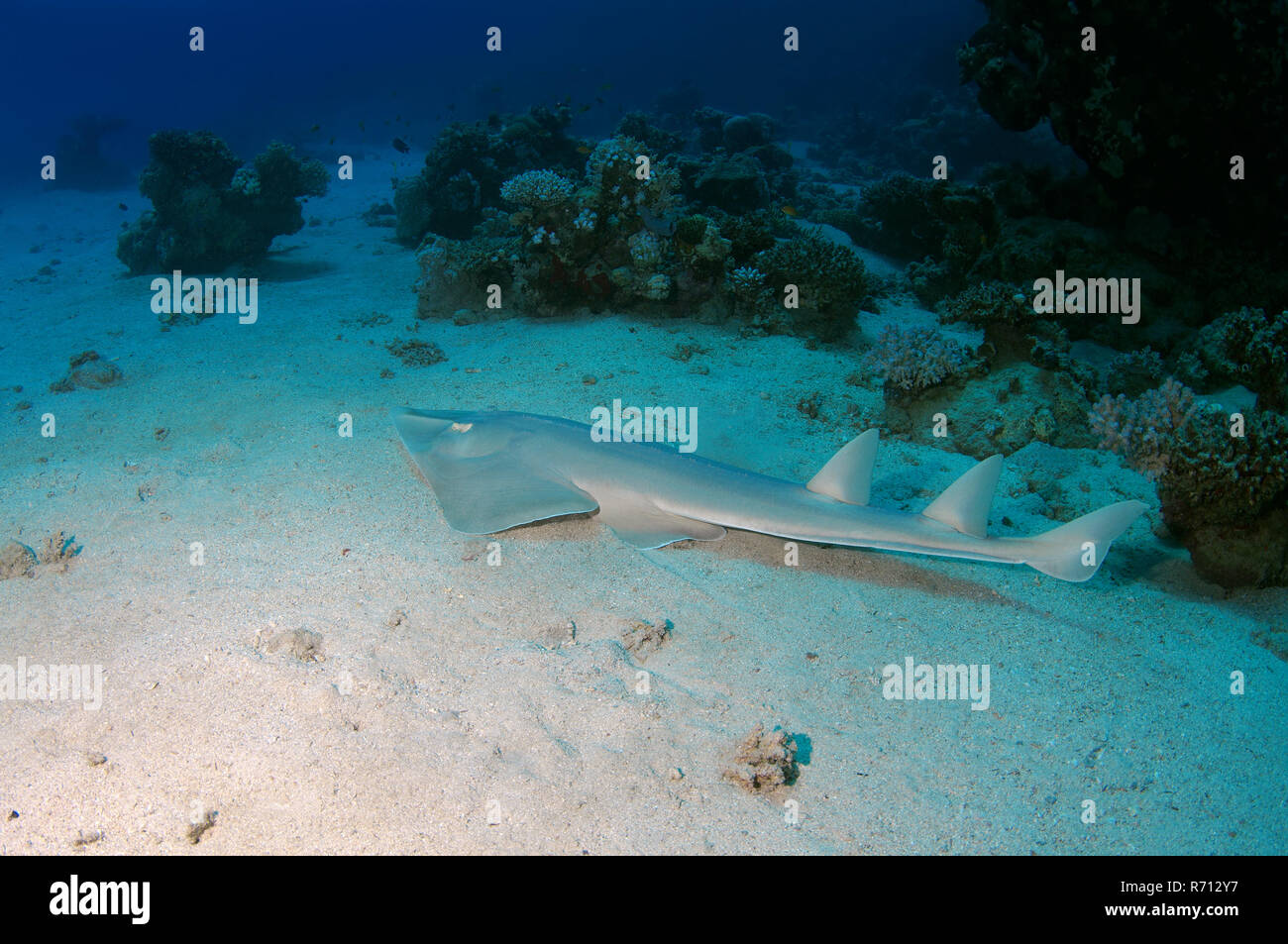 Thornback Guitarfish (Platyrhinoidis triseriata), Red Sea, Marsa Alam, Abu Dabab, Egypt Stock Photo