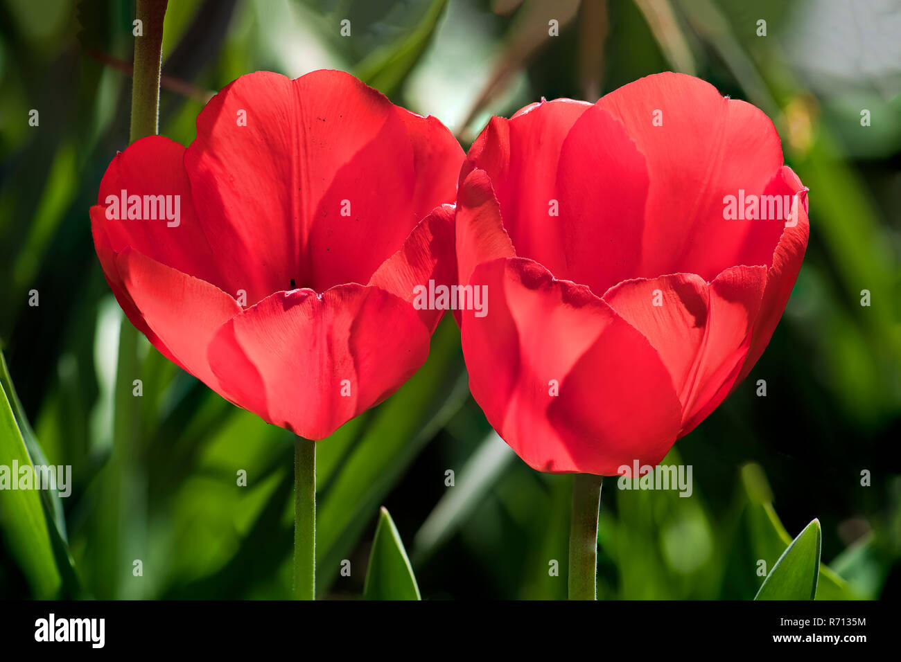 Red Tulips (Tulipa), Two Flowers, Lower Austria, Austria Stock Photo