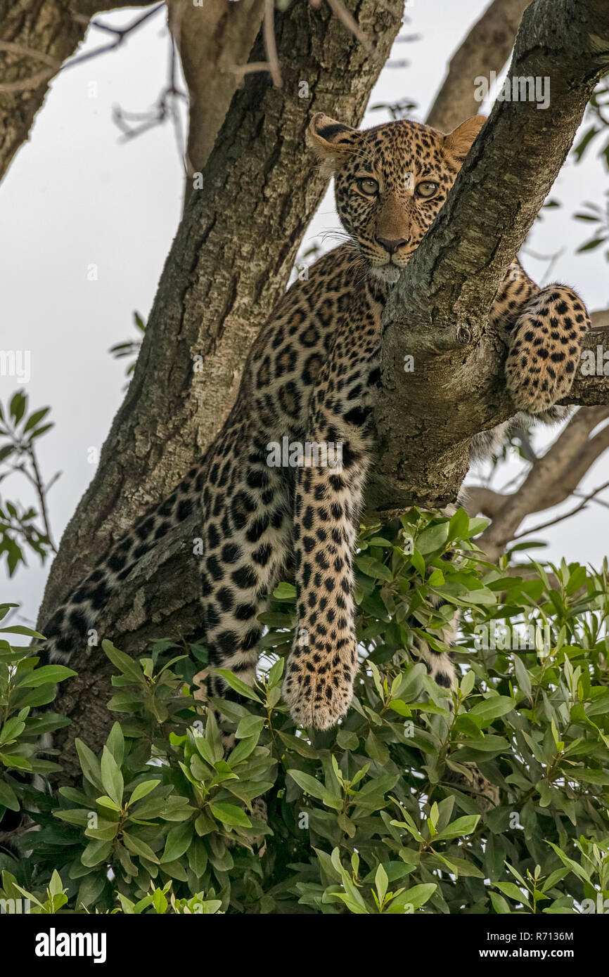 Leopard (Panthera pardus) sits on the tree, Masai Mara, Kenya Stock Photo