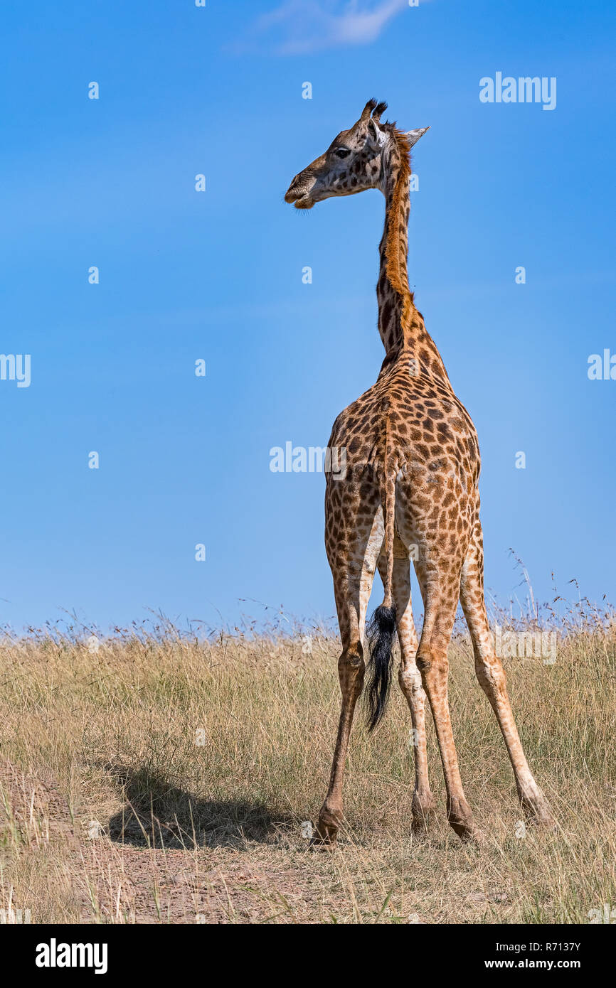 Giraffe (Giraffa camelopardalis), located in the savannah, Masai Mara, Kenya Stock Photo