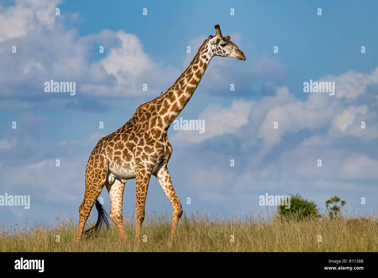 Giraffe (Giraffa camelopardalis), bull walking through savannah, Masai Mara, Kenya Stock Photo