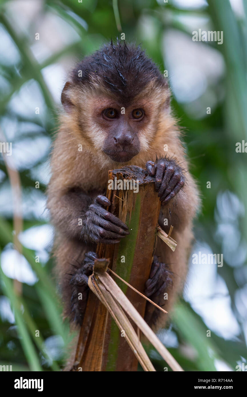 Tufted Capuchin, Black-capped Capuchin or Brown Capuchin (Cebus apella), Mato Grosso do Sul, Brazil Stock Photo