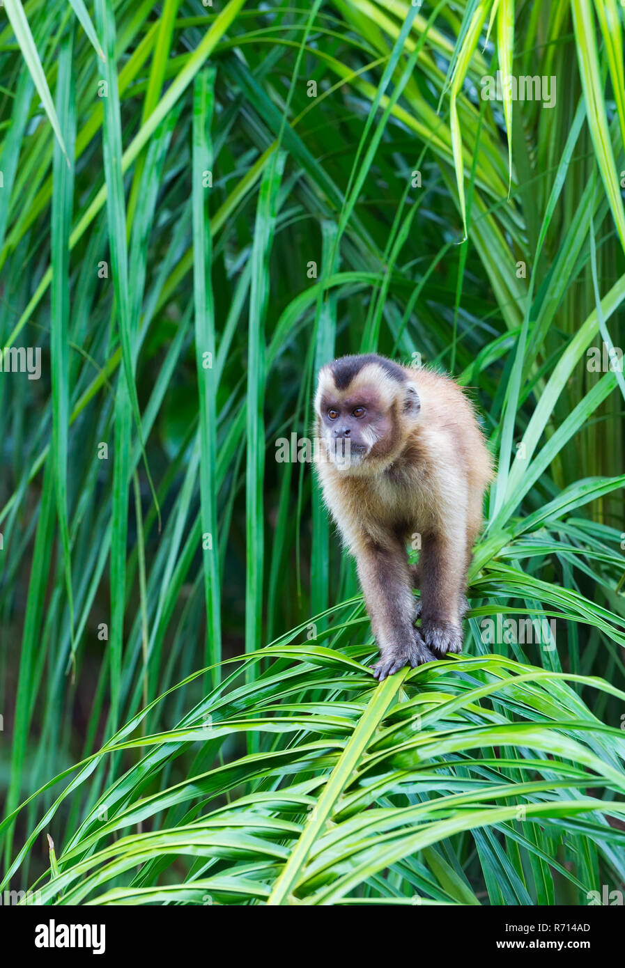 Tufted Capuchin, Black-capped Capuchin or Brown Capuchin (Cebus apella), in a palm tree, Mato Grosso do Sul, Brazil Stock Photo