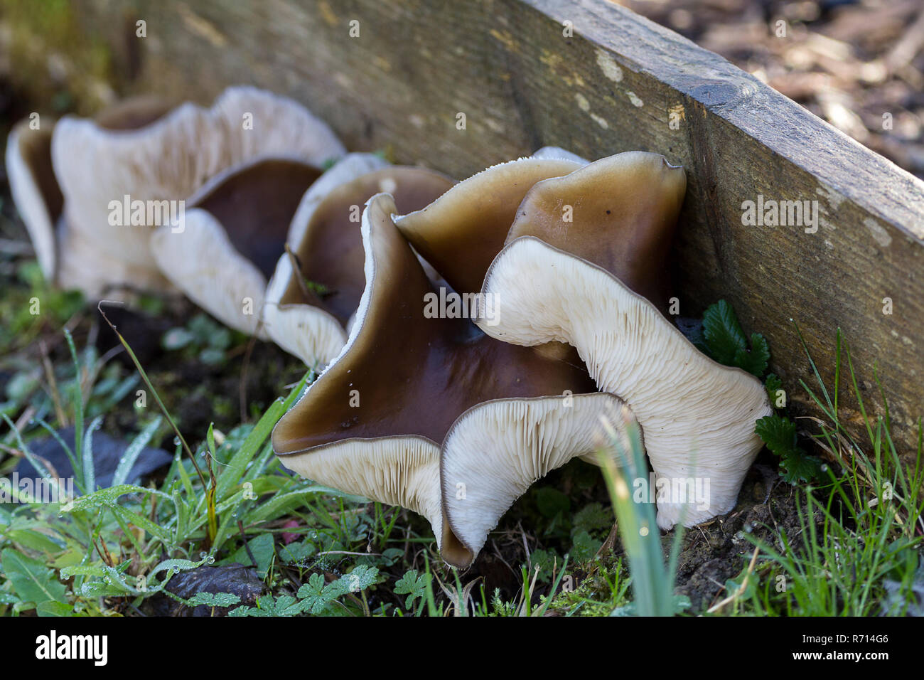 Brown caps of mushrooms hires stock photography and images Alamy